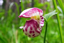 Венерин башмачок пятнистый